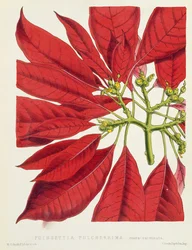 Poinsettia Pulcherrima